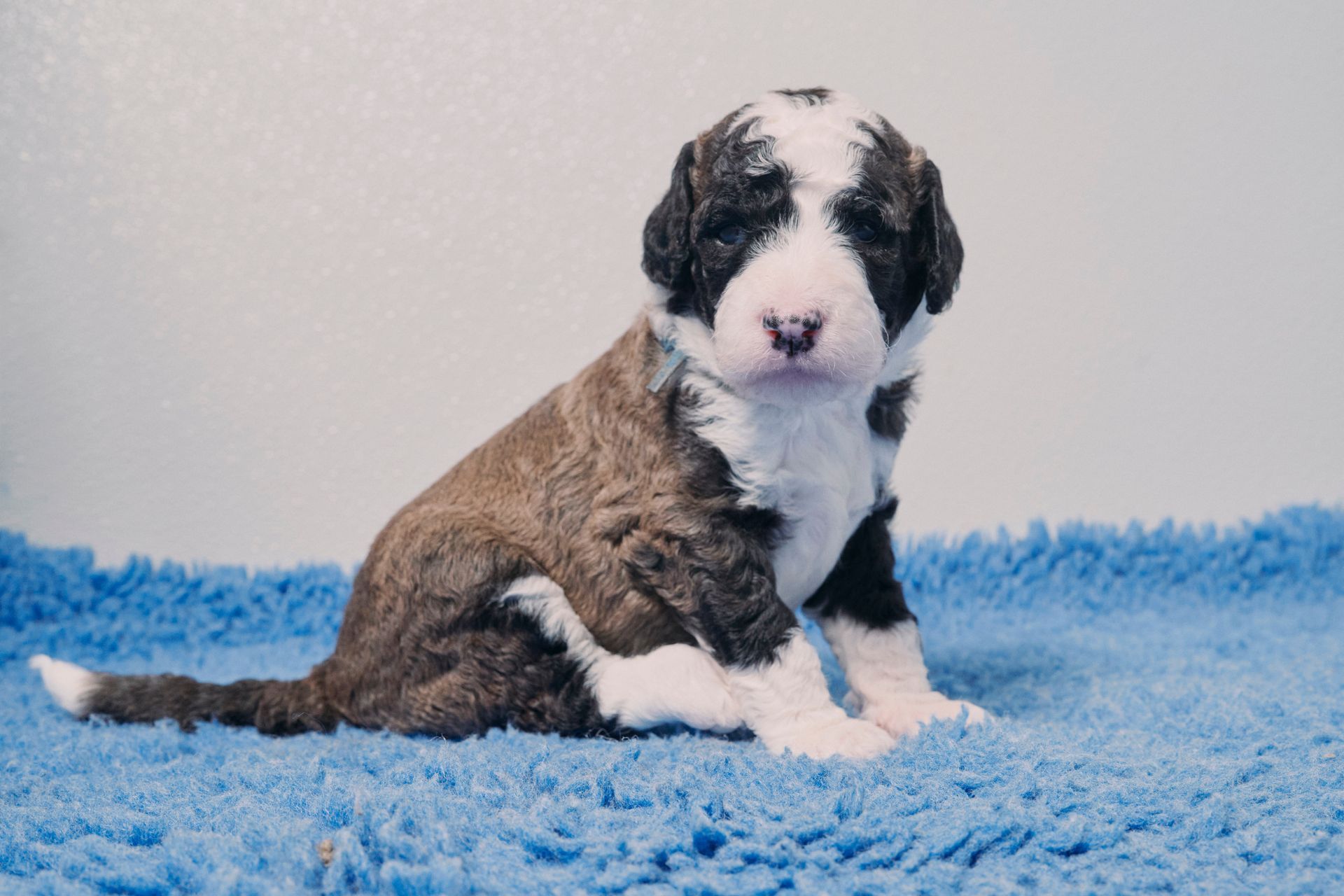 Puppy with black and white markings sitting on a blue rug, looking at the camera.
