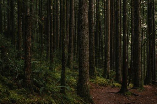 Forest path winding through tall, dark trees, with mossy ground and a dim, shaded setting.