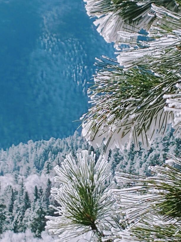 A pine tree covered in snow with a mountain in the background