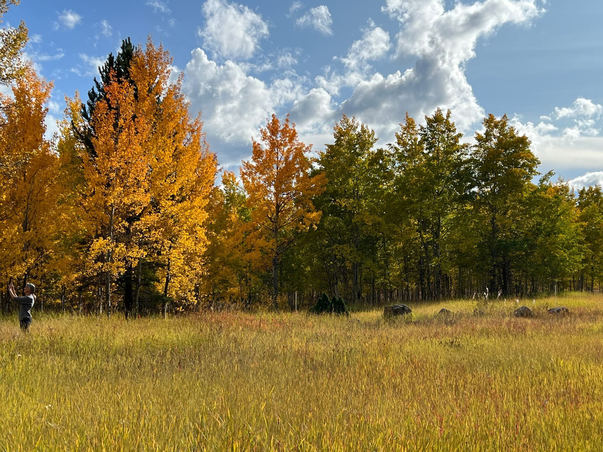 A field with trees in the background and a blue sky with clouds