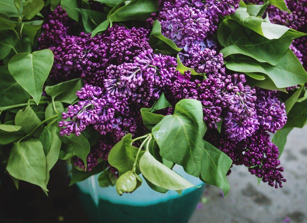 tuinontwerp spijkenisse