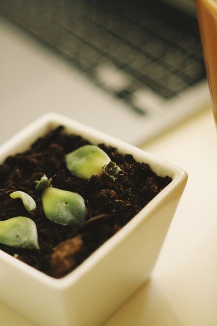 Small plant and notebook on a minimal desk representing organic growth and SEO for private practice therapists