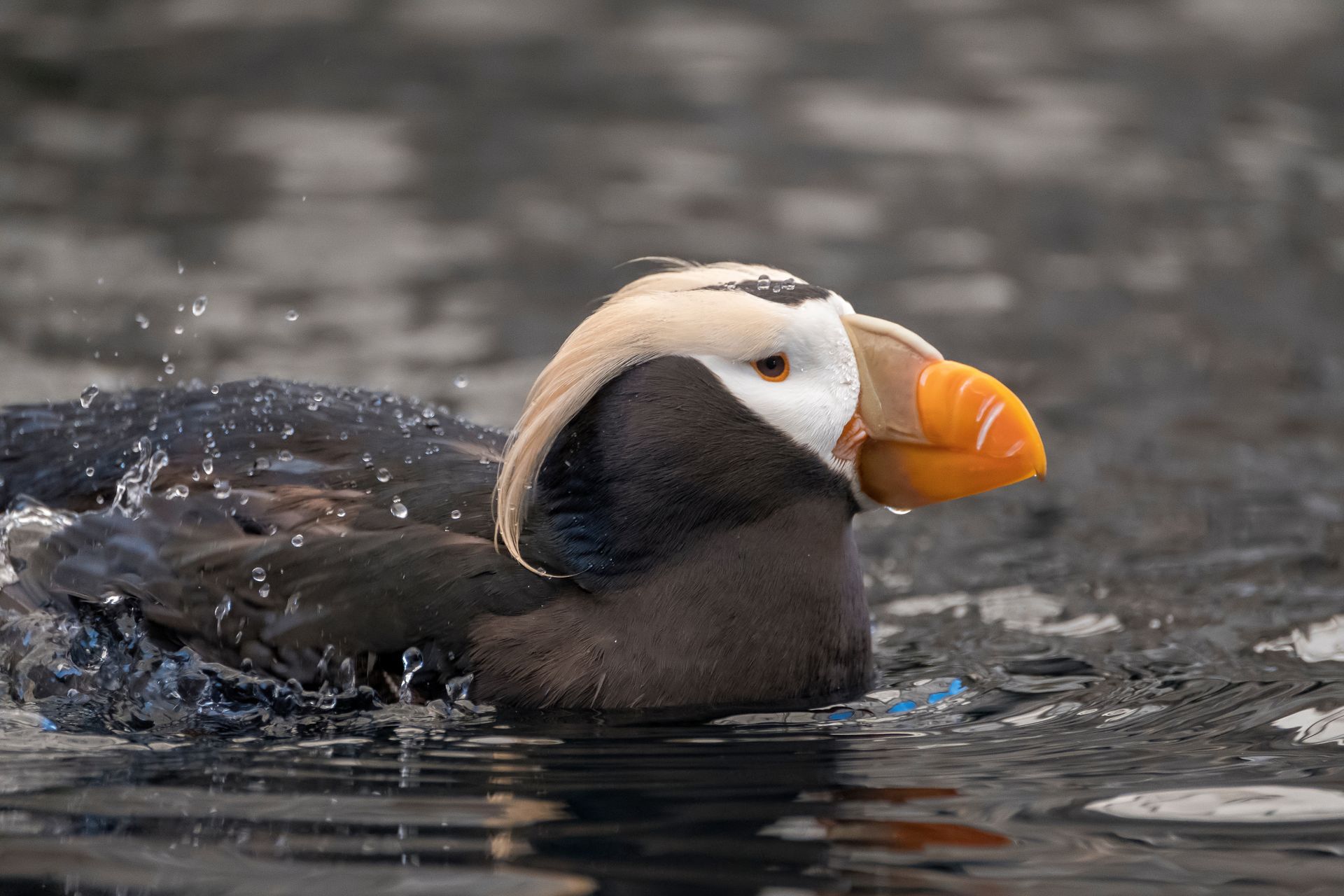 A black and white bird with an orange beak is swimming in the water.