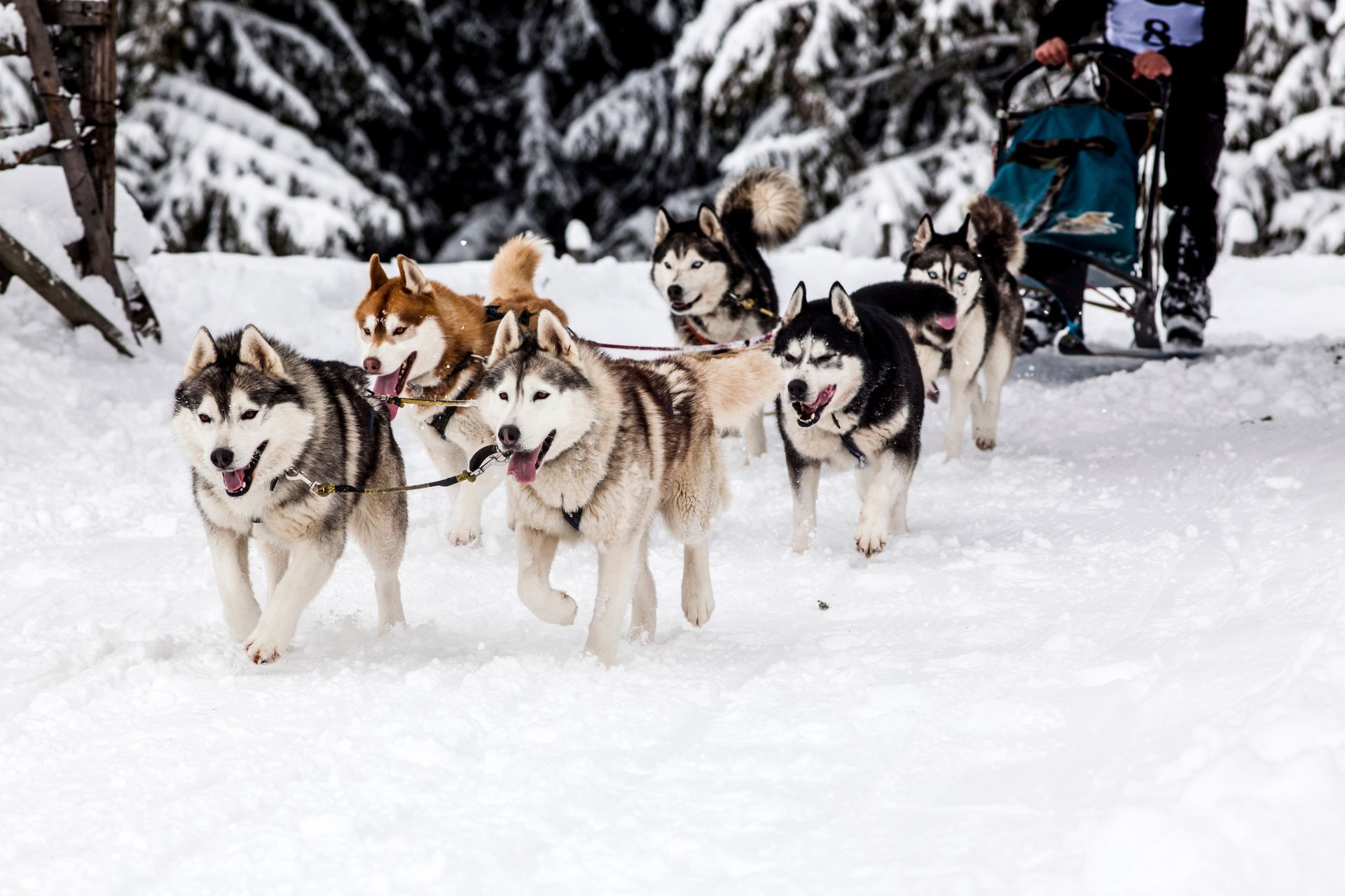 A dog sled team races through snowy woods, led by several huskies with excited expressions.