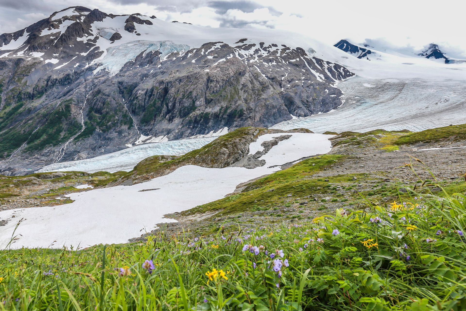 A mountain covered in snow and flowers with a glacier in the background