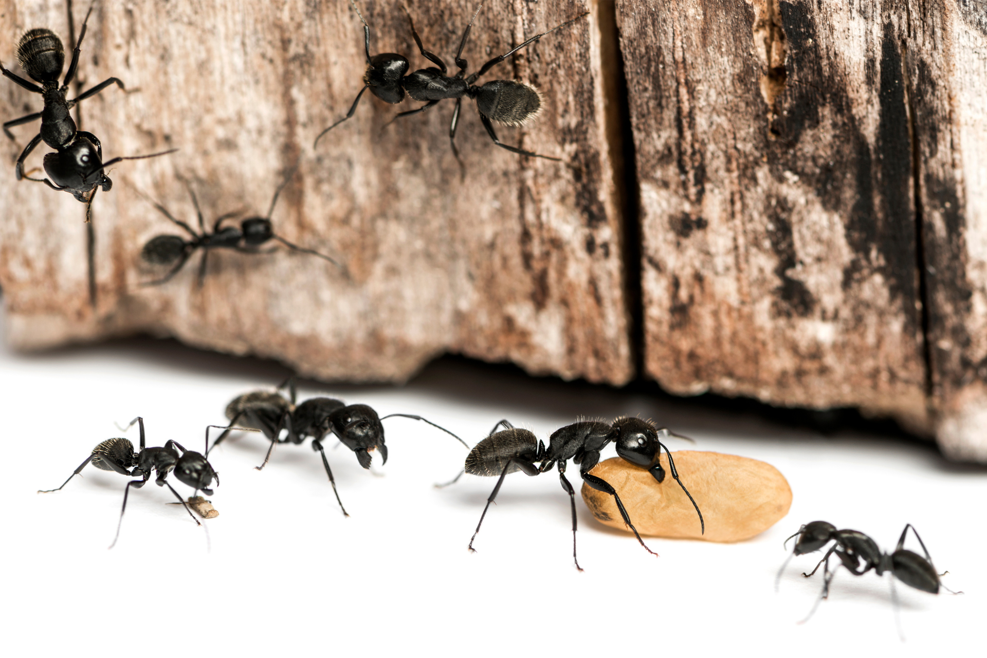 A group of black ants are standing around a piece of wood.