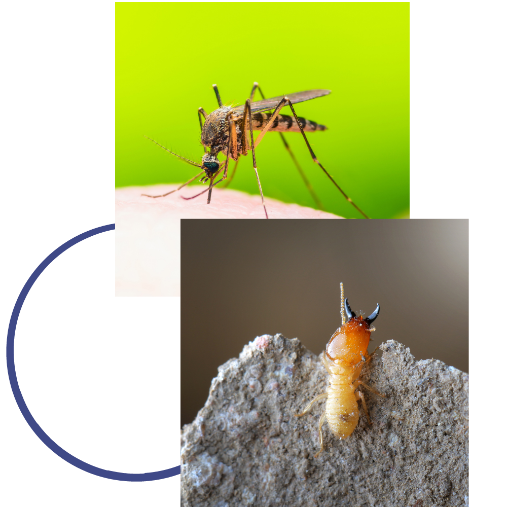 a mosquito is sitting on a person 's arm next to a termite on a rock .