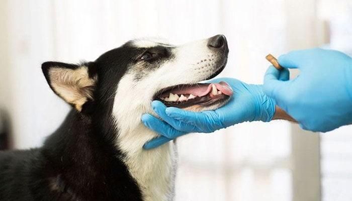 CLÍNICA VETERINARIA EN PLAZA VIPS - VACUNAS