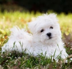 Maltese puppies in basket