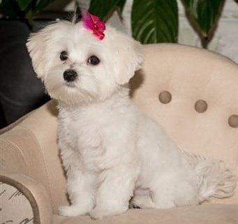 healthy-maltese-dog