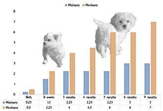 how big will my maltese get? 2