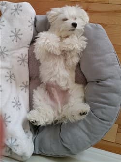 Maltese-belly-showing--in-bed