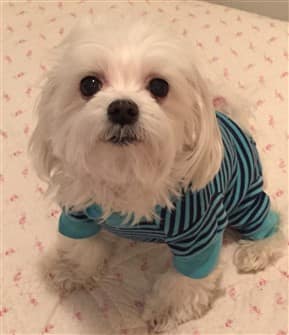 Young Maltese dog looking at camera
