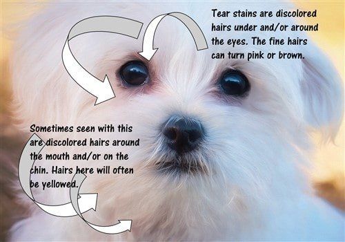 Maltese red and yellow stains on white coat