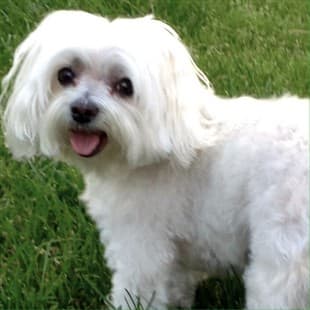 10 year old Maltese dog