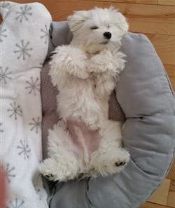 Maltese-belly-showing--in-bed