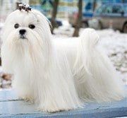 Maltese Dog, adult, outside on grass