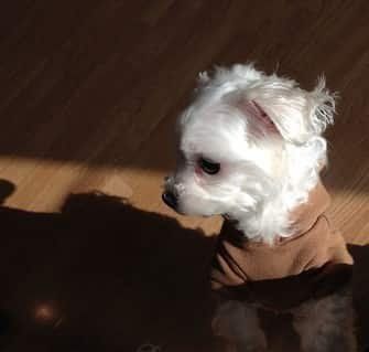 maltese-is-a-tiny-size