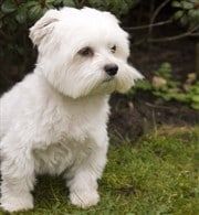 Maltese Dog, adult, outside on grass