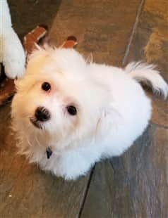 4 month old Maltese