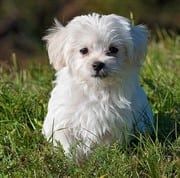 Small white Maltese dog sitting on grass