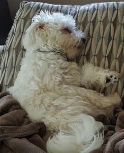 maltese-tired