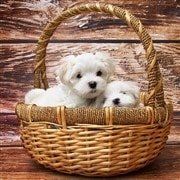 Maltese puppies in basket