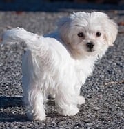 Small white Maltese dog walking