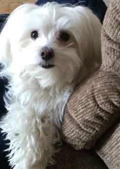 8 year old male Maltese dog