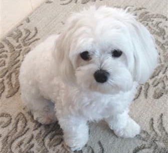 quiet-maltese-dog