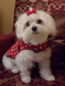 9 year old female Maltese