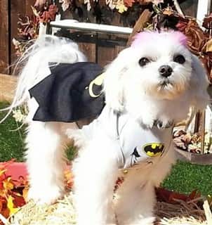 Maltese at fall festival