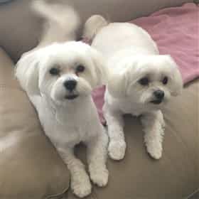 Maltese dogs sitting on a couch