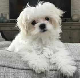 Maltese inside in the winter time