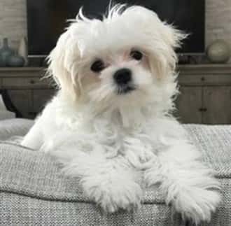 Maltese inside in the winter time
