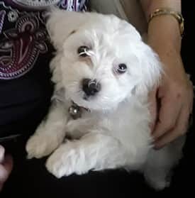 Maltese puppy on owners lap