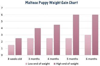 what is the average weight for a maltese dog