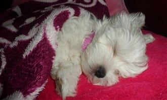 a-Maltese-puppy-covered-by-blanket