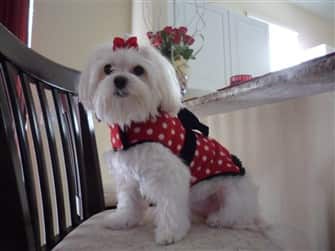 maltese-dog-in-red-and-white-sweater-vest