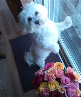 A Maltese dog posing near flowers