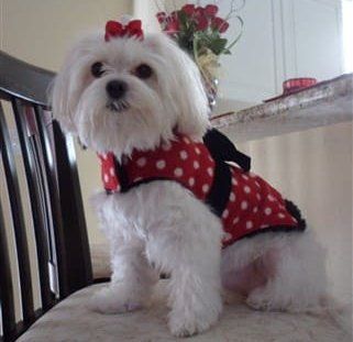 beautiful-maltese-dog-9-years-old