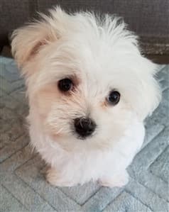 adorable Maltese
