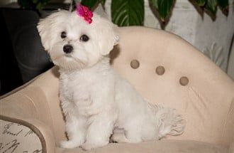 Should I Get A Maltese? | How To Know If A Maltese Is Right For You