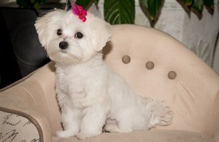 why to get a maltese?