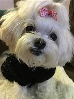 Senior Maltese dog, female