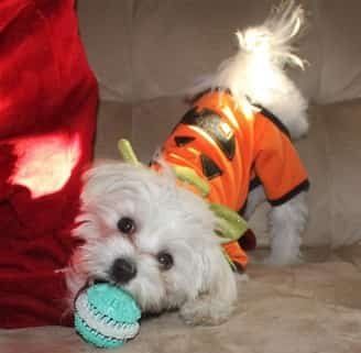 maltese-dog-chewing-on-toy