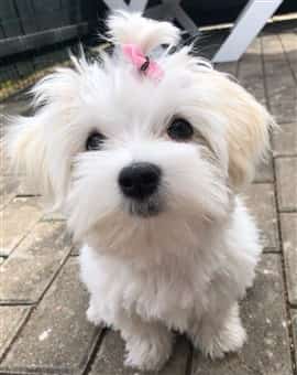 beautiful Maltese dog with pink bow