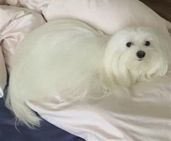 maltese-resting-on-bed