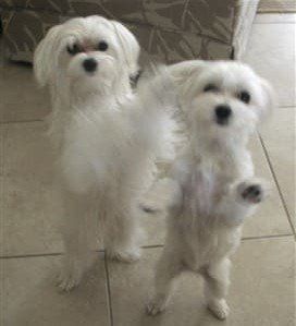 Maltese dogs standing on their hind legs