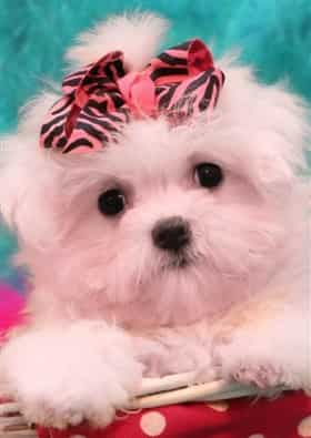cute baby Maltese